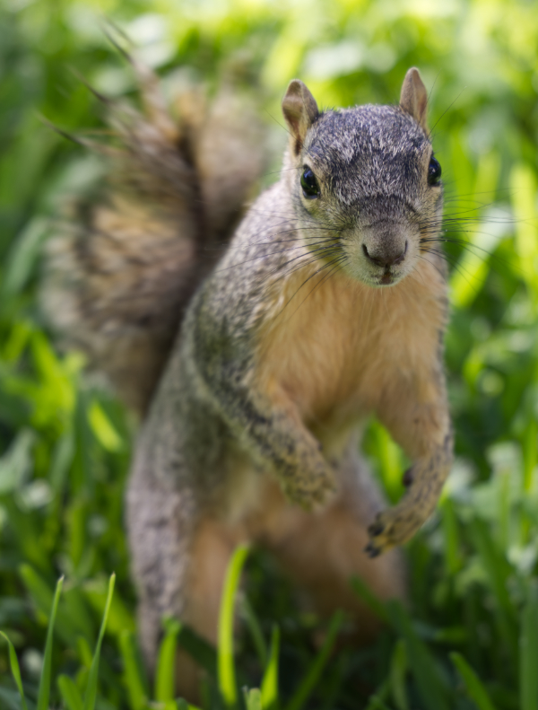 Squirrel photo by JTKreative